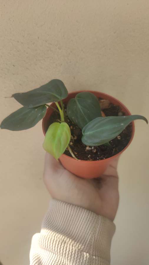 Philodendron scandens 'Micans' 2