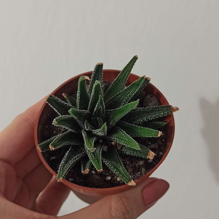 Haworthia