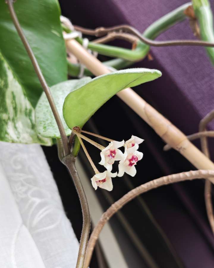 Hoya grey ghost 2