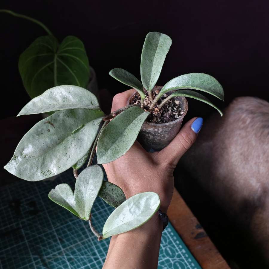 Hoya grey ghost