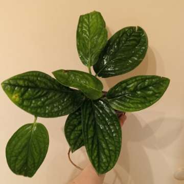 Monstera Peru karstenianum