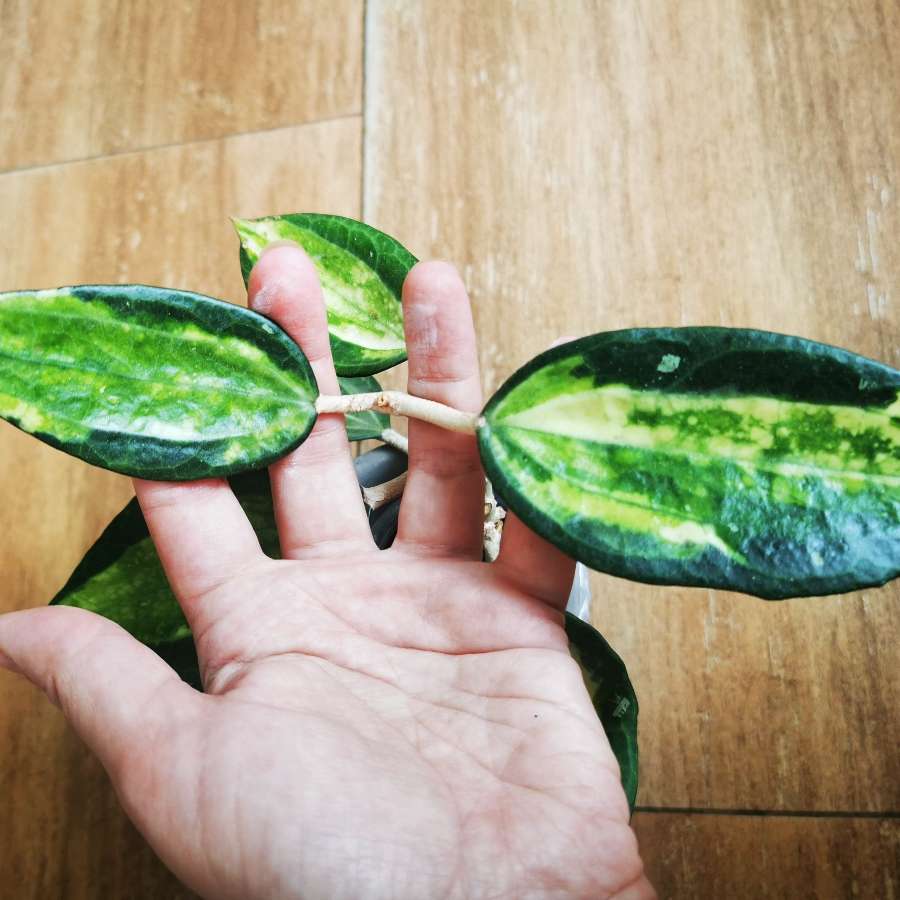 Hoja MACROPHYLLA POT OF GOLD