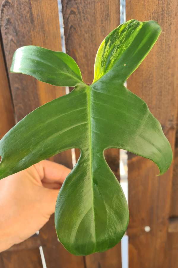 Philodendron florida beauty 4