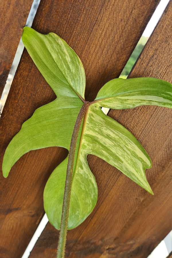Philodendron florida beauty 3