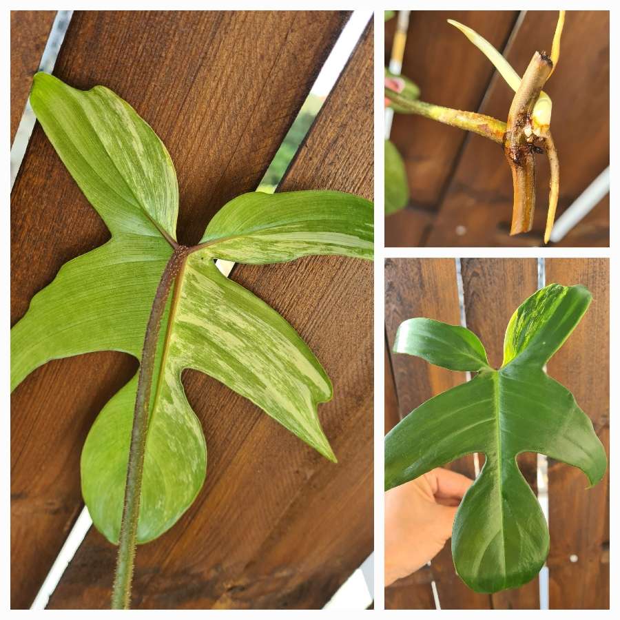 Philodendron florida beauty