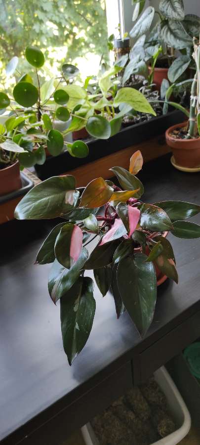 Philodendron Pink Princess 4