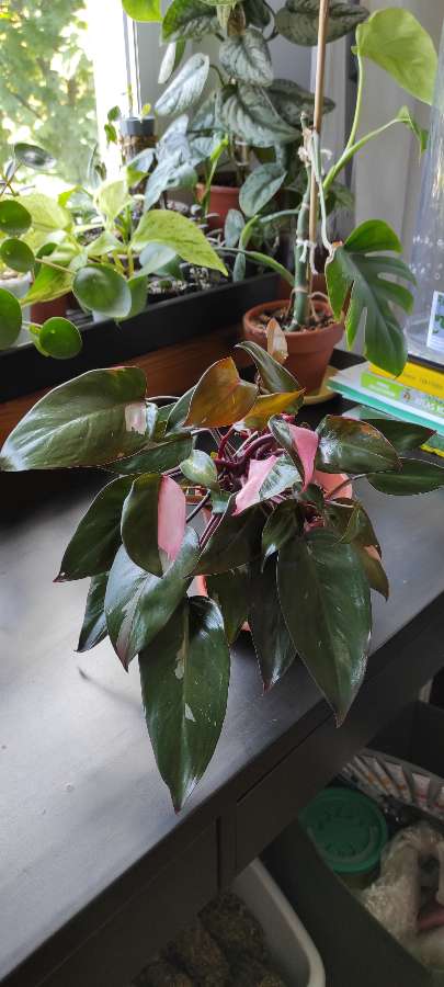 Philodendron Pink Princess 2