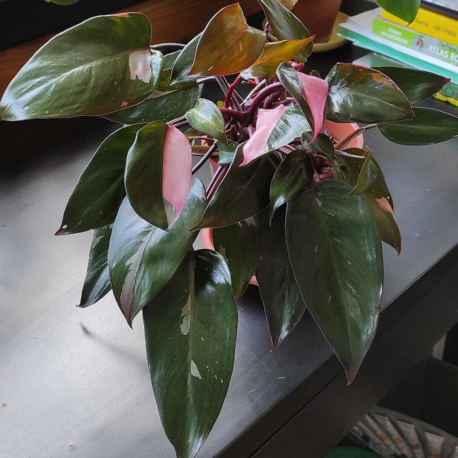 Philodendron Pink Princess