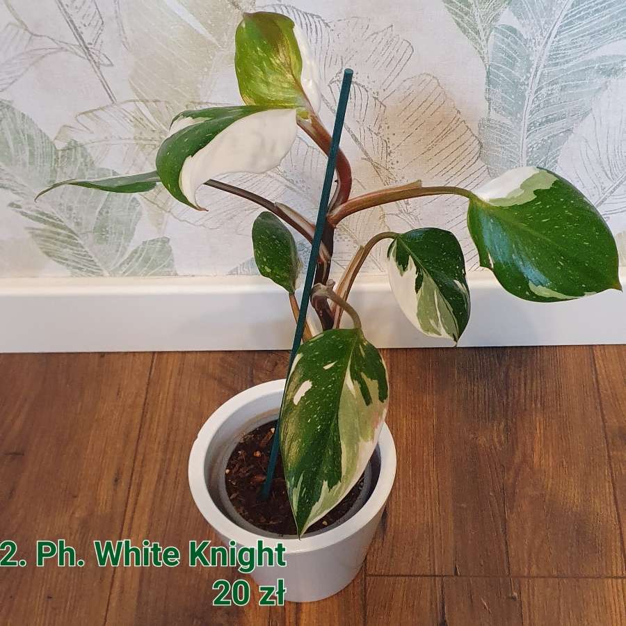 Philodendron White Knight