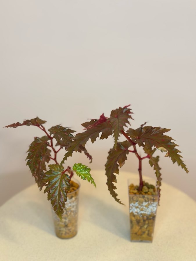 Begonia Serratipetala #2 4