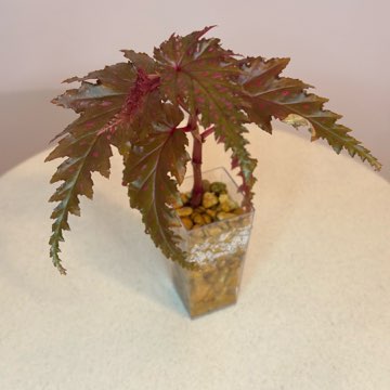 Begonia Serratipetala #2