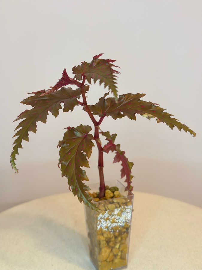 Begonia Serratipetala #2 3