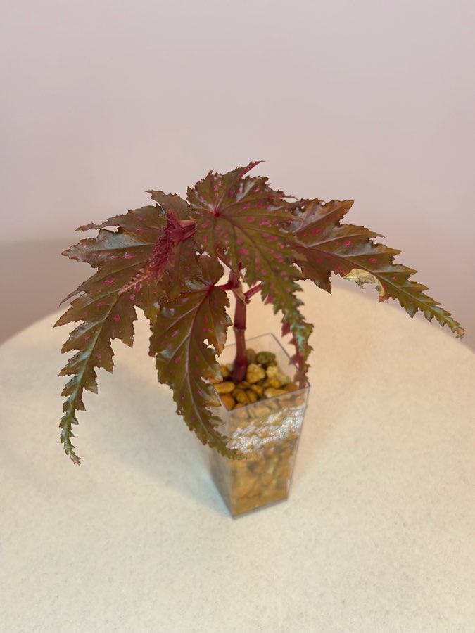 Begonia Serratipetala #2 2