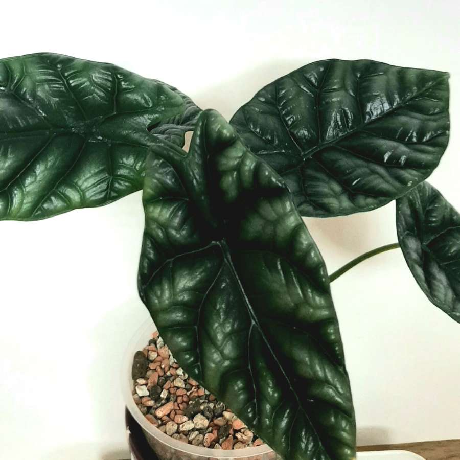 Alokazja Sinuata BULWA 2