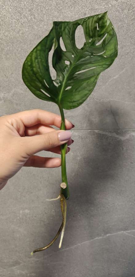 Monstera Monkey mask Adansonii 3