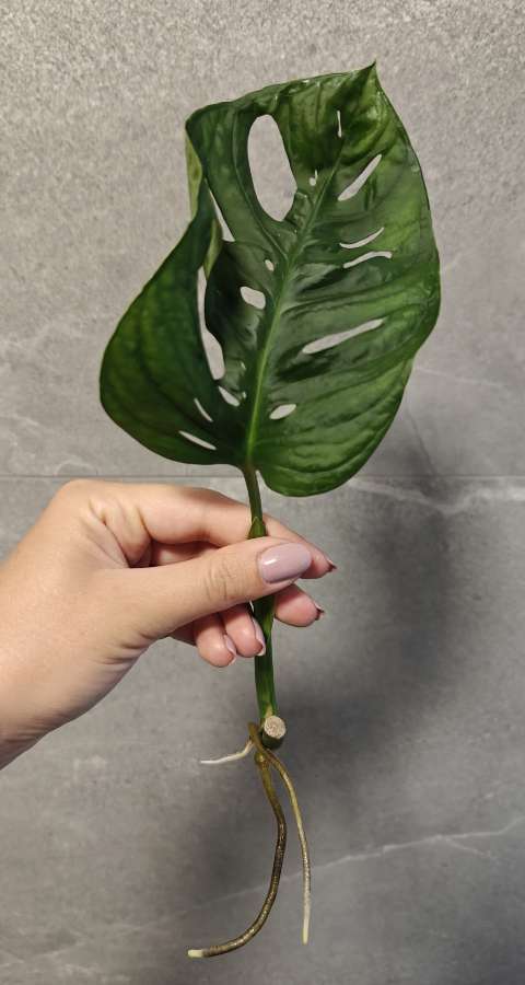 Monstera Monkey mask Adansonii 2