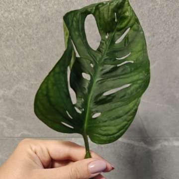 Monstera Monkey mask Adansonii