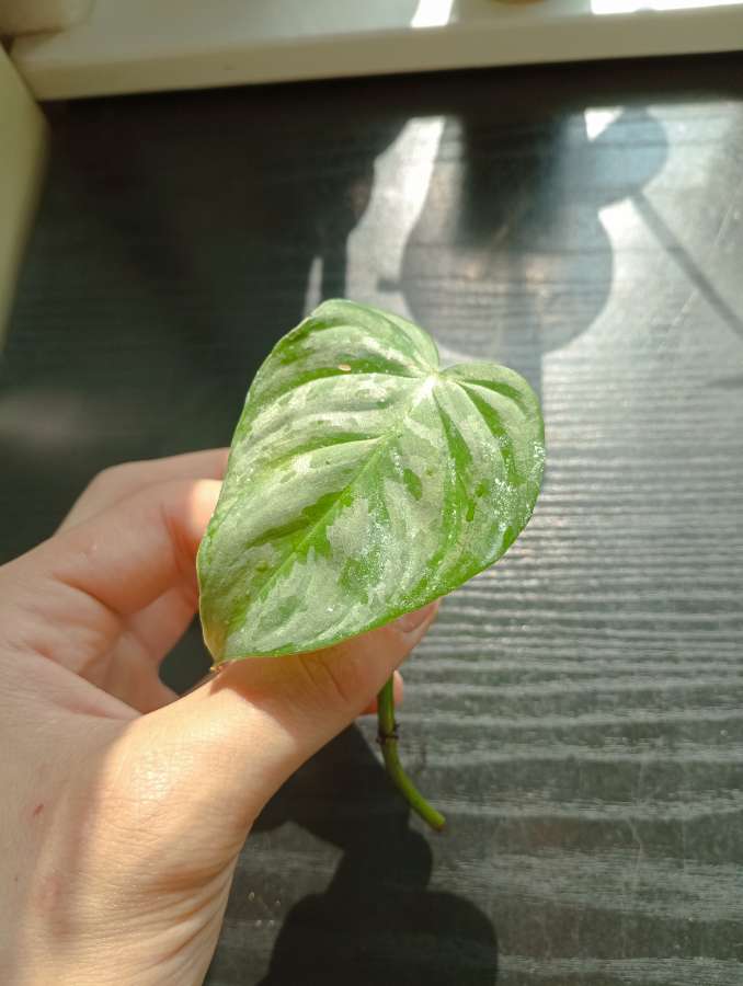 Philodendron majestic 2