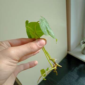 Philodendron majestic