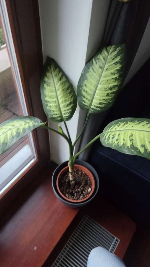 Dieffenbachia 'Tropic Snow' ok. 60 cm | Zdrowa, ukorzeniona roślina 2