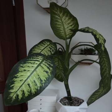 Dieffenbachia 'Tropic Snow' ok. 60 cm | Zdrowa, ukorzeniona roślina
