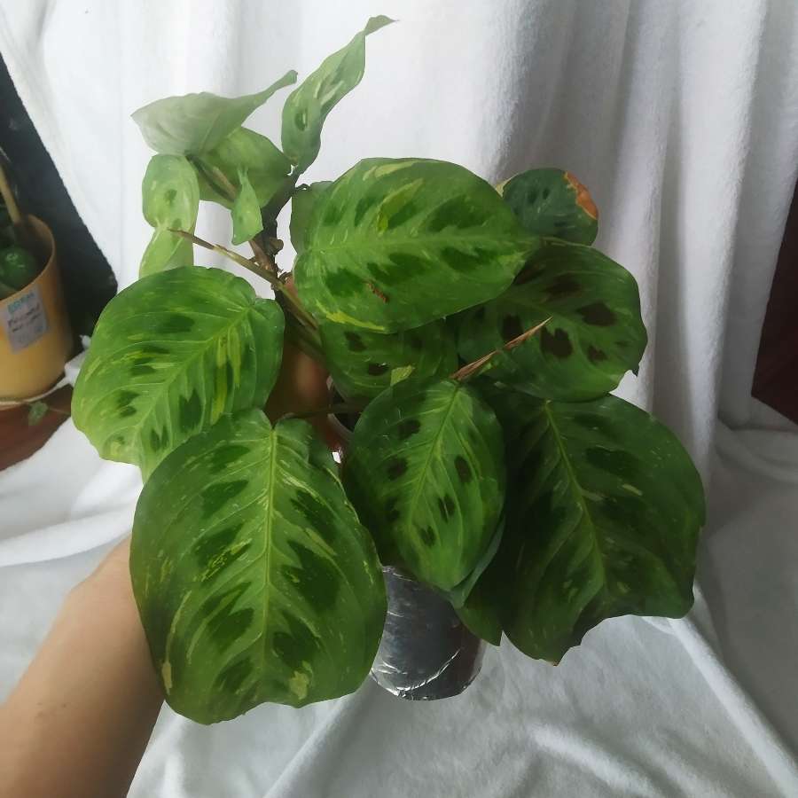 Maranta variegata