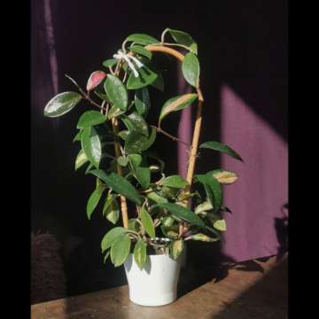 Hoya carnosa tricolor