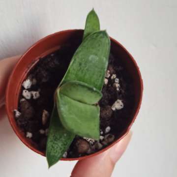 Gasteria