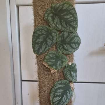 Monstera Dubia na paliku