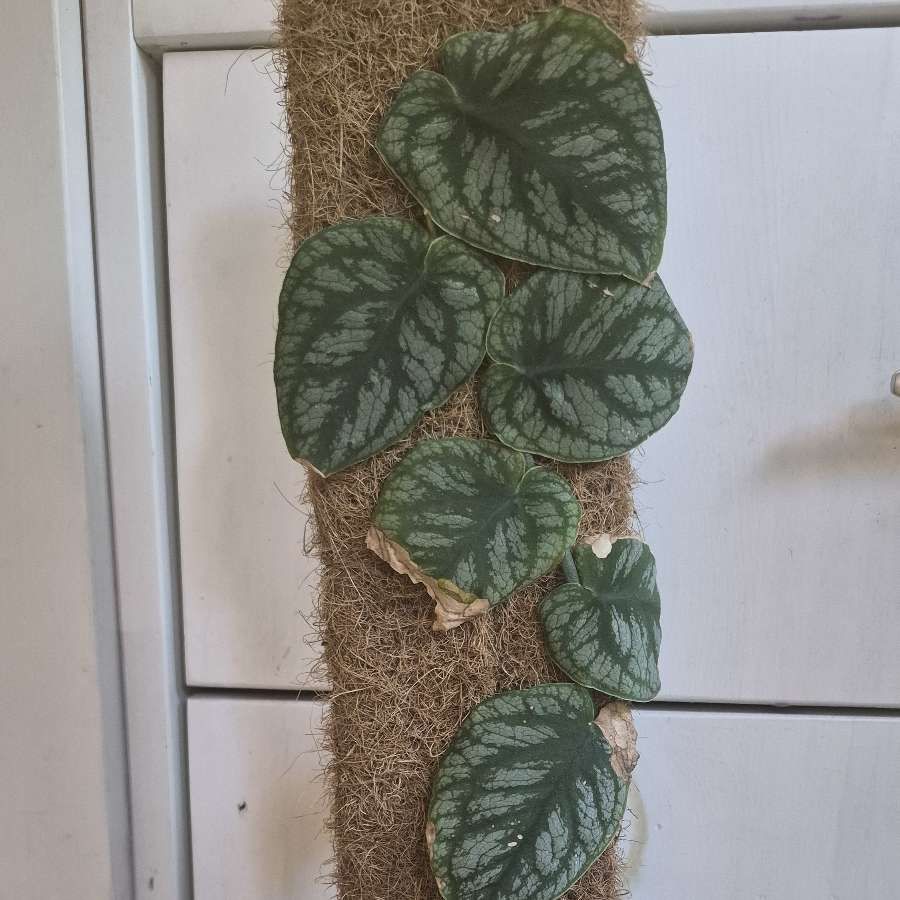 Monstera Dubia na paliku