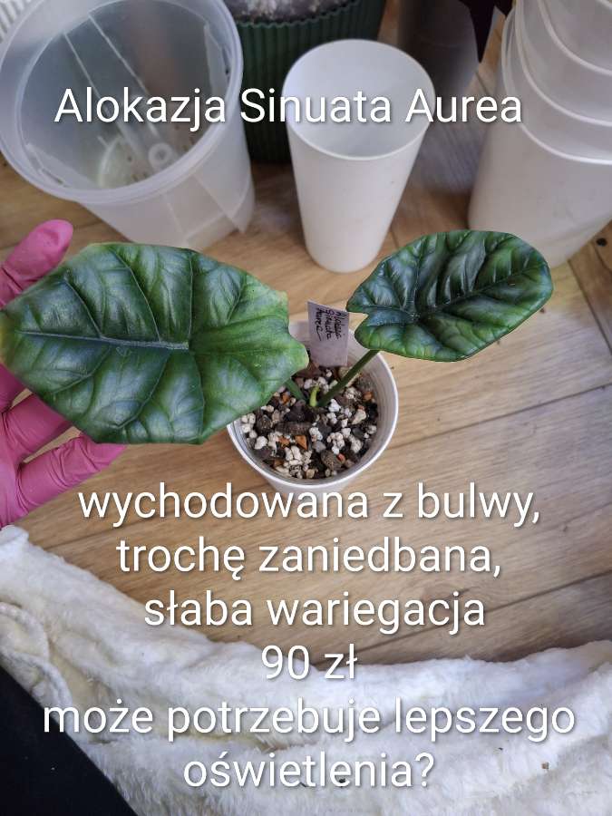 Alokazja Sinuata Aurea 2