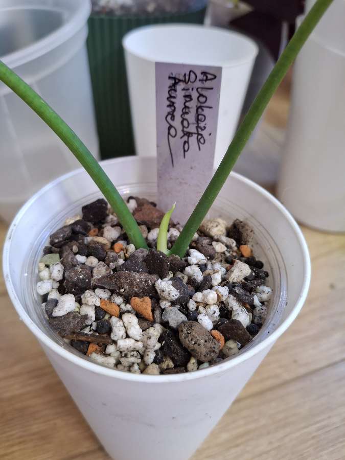 Alokazja Sinuata Aurea 3