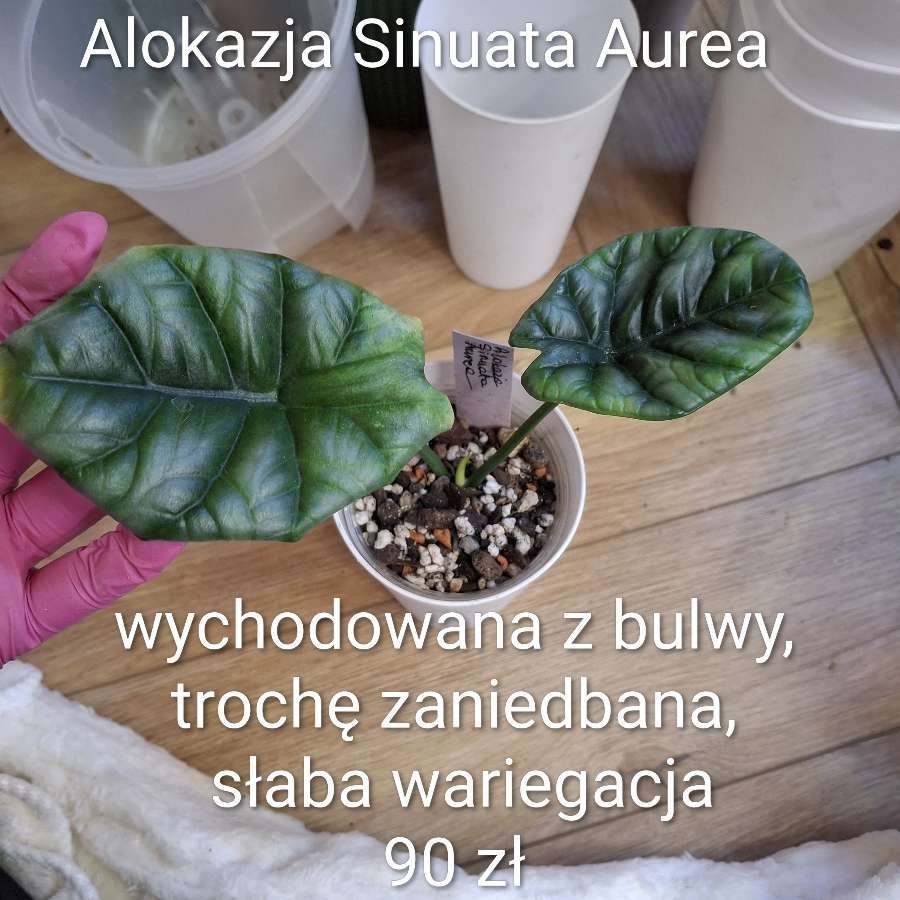 Alokazja Sinuata Aurea