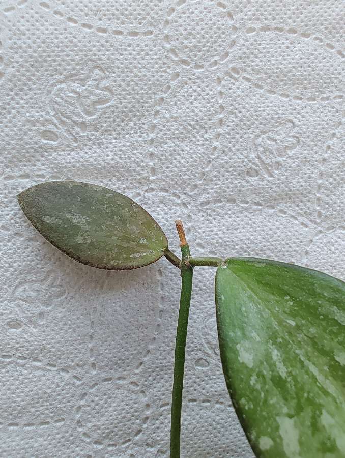 Hoya Biakensis aff. Indonesia 3