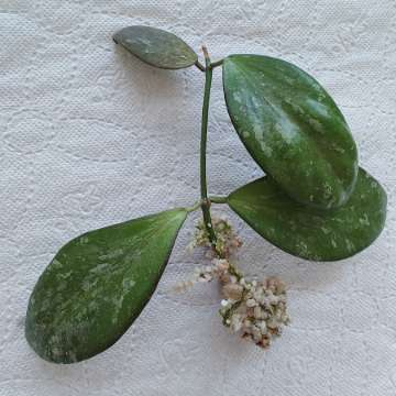Hoya Biakensis aff. Indonesia