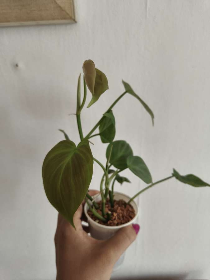 philodendron Compopartanum 2