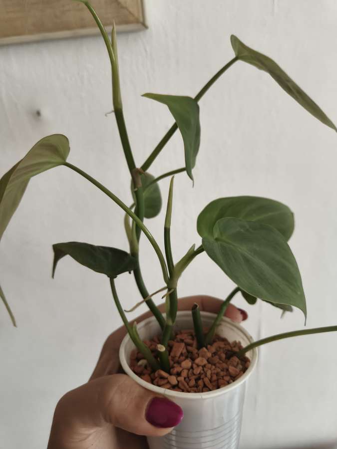 philodendron Compopartanum 3