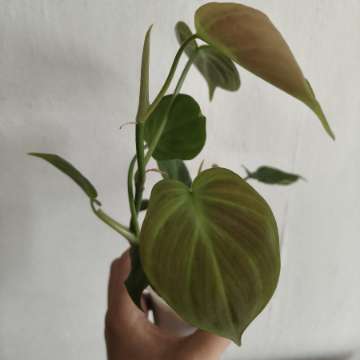 philodendron Compopartanum