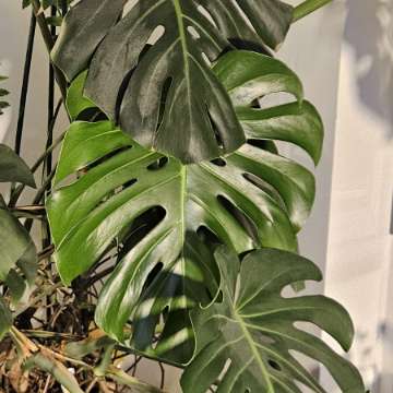 Monstera deliciosa XXL *Big Form*