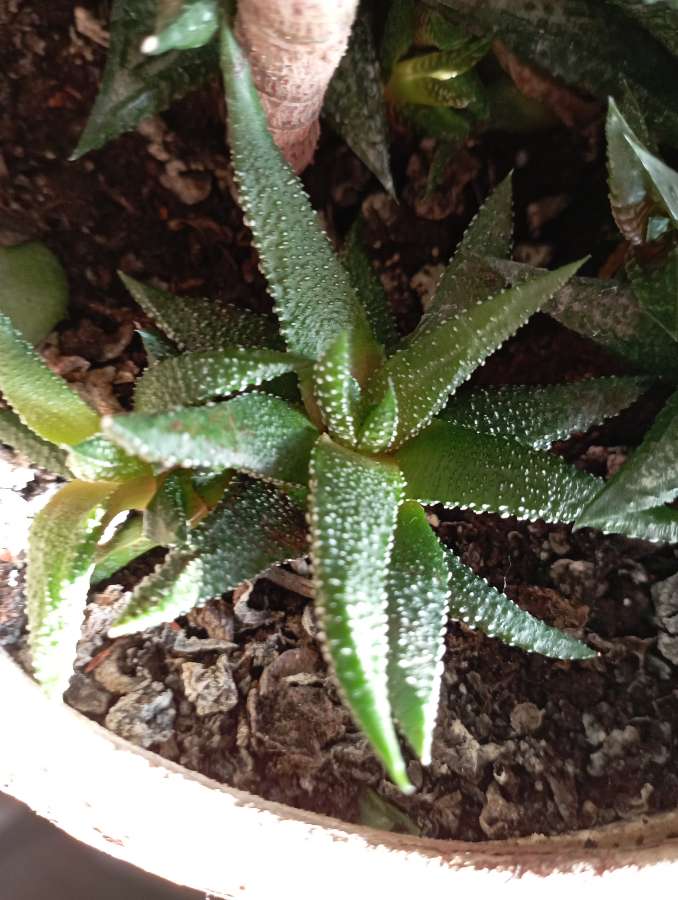 Haworthia attenuata enon 2