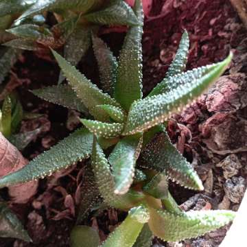 Haworthia attenuata enon