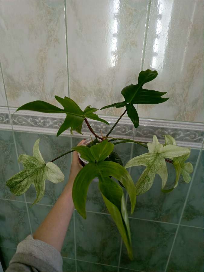 Filodendron florida ghost 5