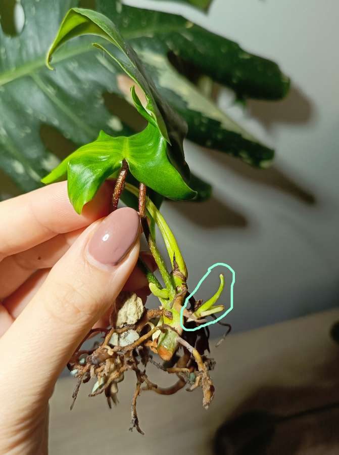 Filodendron florida ghost 4