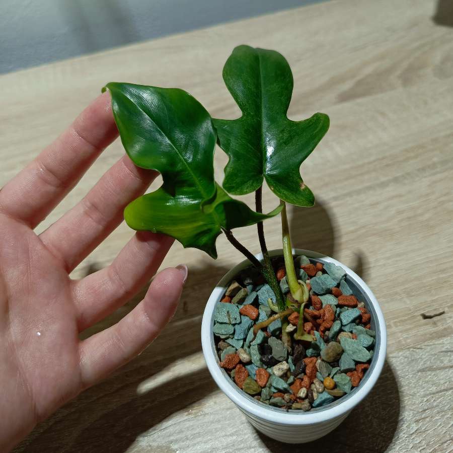Filodendron florida ghost