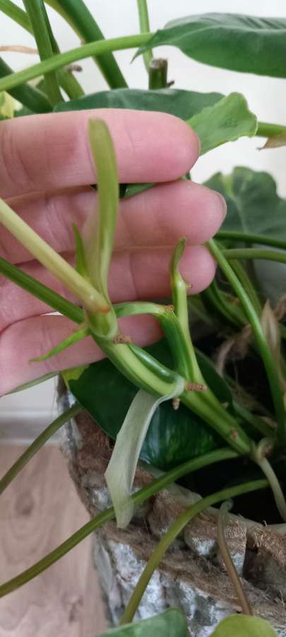 Philodendron burle marx variegata 2