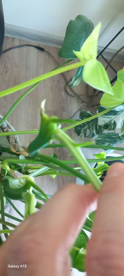 Philodendron burle marx variegata 2