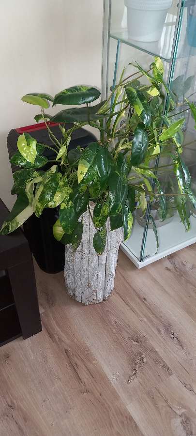 Philodendron burle marx variegata 3