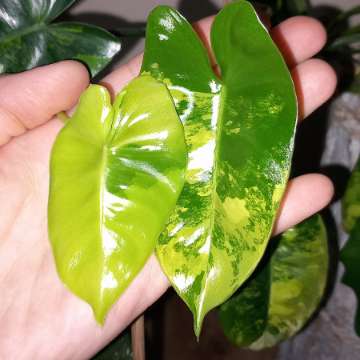 Philodendron burle marx variegata