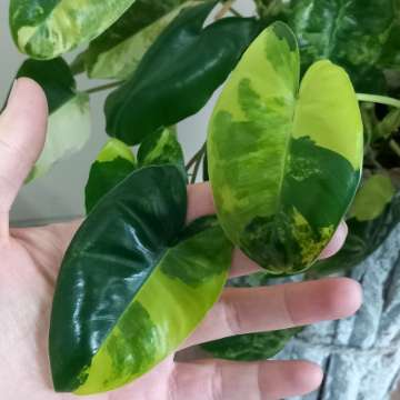 Philodendron burle marx variegata
