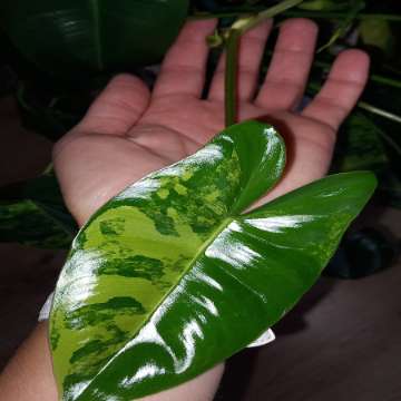 Philodendron burle marx variegata